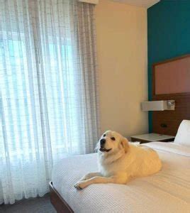marriott hotel pet policy|marriott residence inn pet policy.